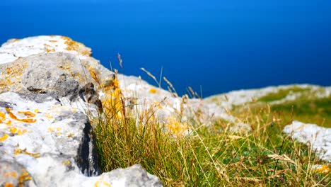 Sonniges-Felsiges-Berggras-An-Der-Küste,-Nahaufnahme,-Das-In-Der-Meeresbrise-Am-Rand-Der-Klippe-Langsam-Eindringt