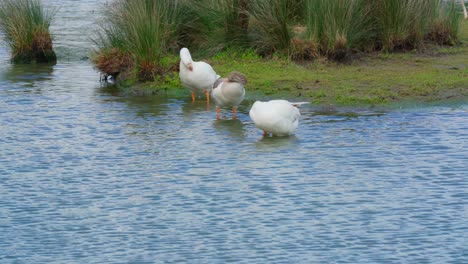 gansos salvajes machos y gansos hembras se limpian en el lago