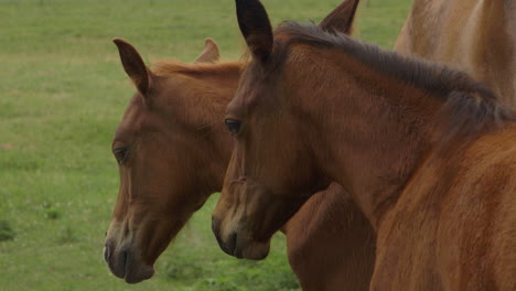 closeup of two beautiful horses in a field