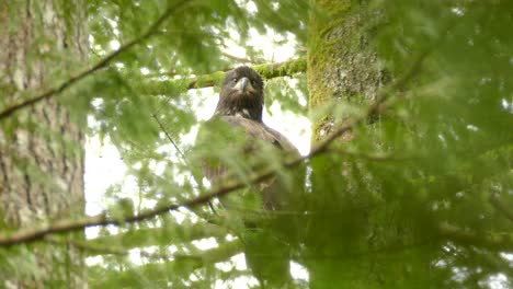 scatto di uccelli americani appollaiati su un ramo d'albero nella giungla profonda