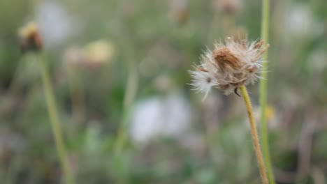 flores de hierba silvestre meciéndose en el viento