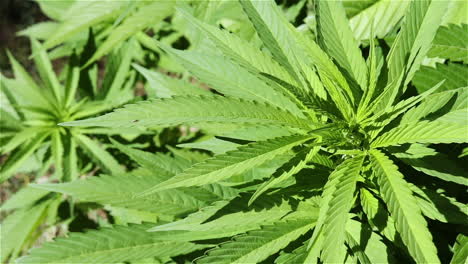cannabis sativa leaves in gentle breeze under bright sun, close up