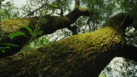 Close-up-of-moss-covered-tree-trunk-in-beautiful,-moody-light