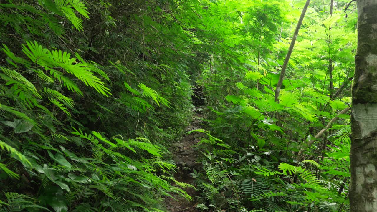 Jungle trail covered in leaves tropical forest rainforest nature Bali Indonesia