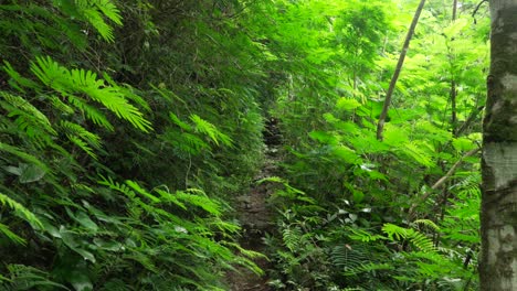 jungle trail covered in leaves tropical forest rainforest nature bali indonesia