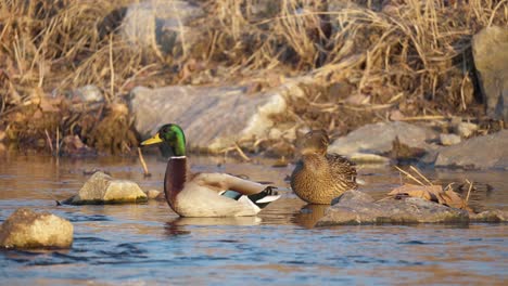 Ein-Paar-Stockenten,-Die-Sich-Auf-Einem-Felsigen-Fluss-Entspannen