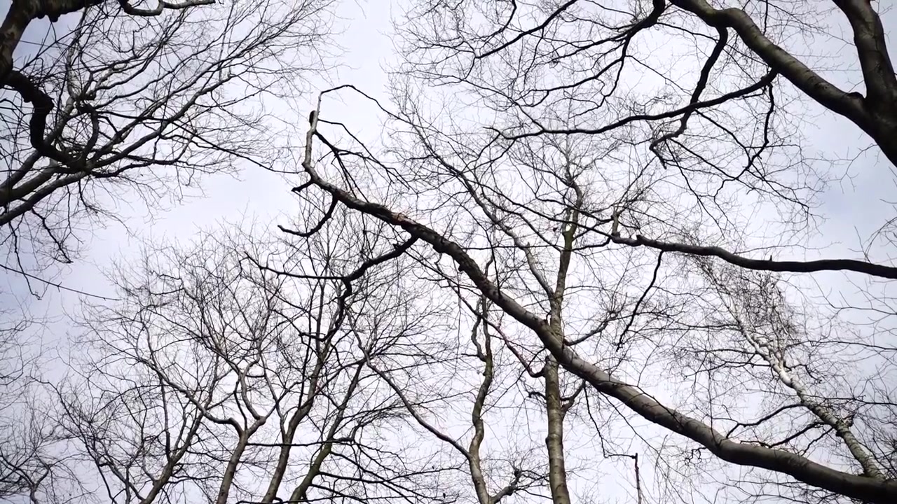 Trees in the sky. Shooting in the spring.