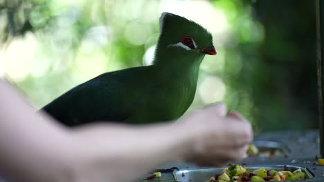 knysna turaco comiendo de la mano. - camara lenta