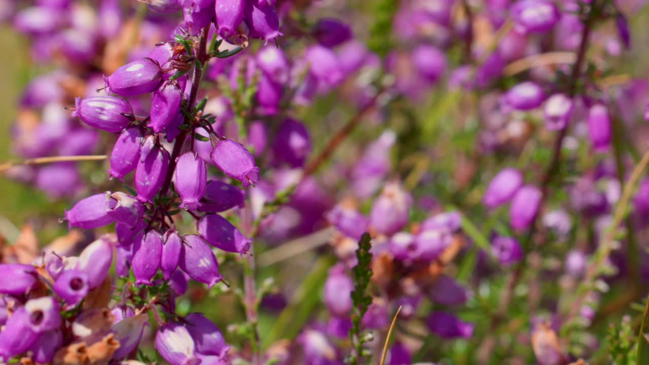 Vivid purple heather bellflowers sway gently in bright sunlight, captured with smooth macro camera movement