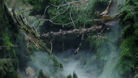 smoke spreading between mosses and rotten stumps. tree stump in forest with moss