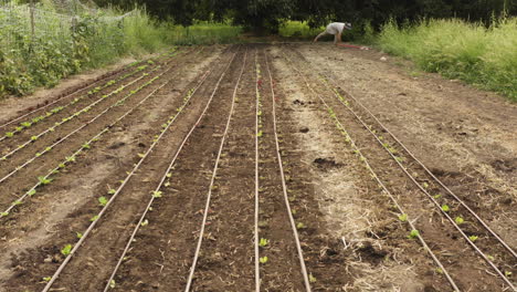 drip irrigation system on a farmland, outdoor field with hydroponic lettuce