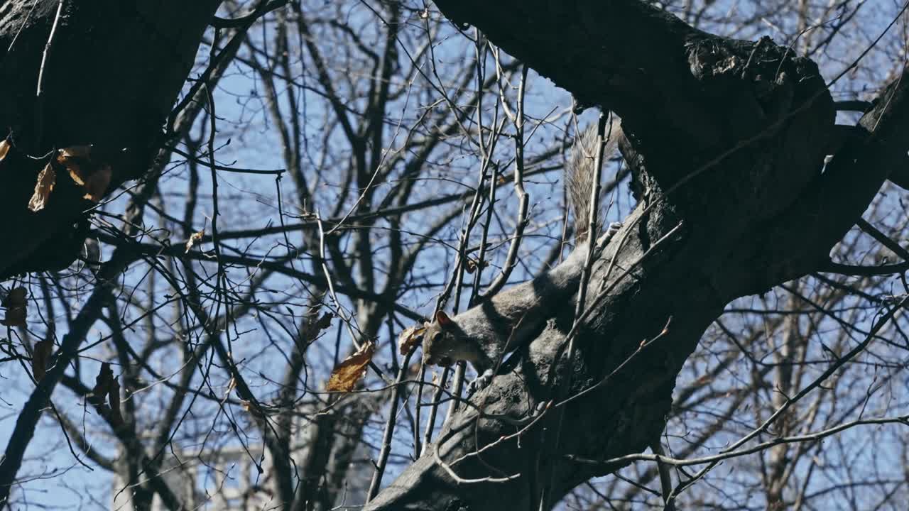 A squirrel climbs along a bare tree branch surrounded by winter woods, framed by blue sky and scattered dry leaves