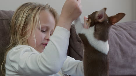 girl hugging her adorable chihuahua puppy