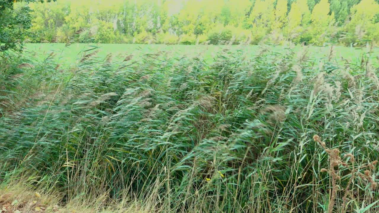Reeds blowing in a strong wind on a river edge