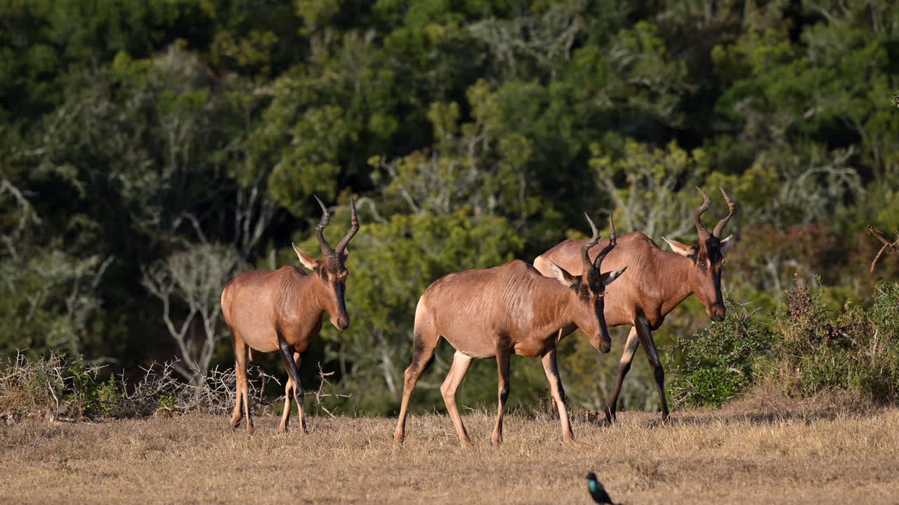⁇ 은 3이 숲에서  ⁇ 고, 슬로우모션