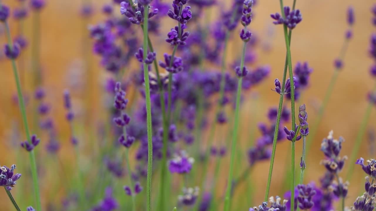 Desert Sage Flowers In Wind Slow Motion 10 Second Video