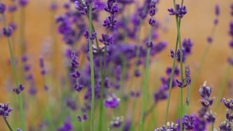desert sage flowers in wind slow motion 10 second video