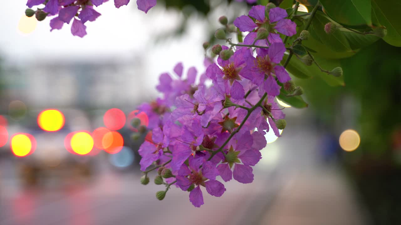 hermosas flores de jarul púrpura junto a una carretera en tailandia - cerrar