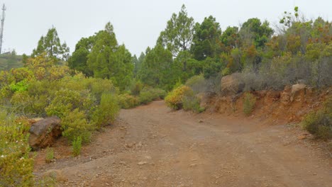 Una-Vista-De-Un-Camino-Lleno-De-árboles-Verdes-Al-Valle-De-Guimar-Tenerife-Islas-Canarias-De-España