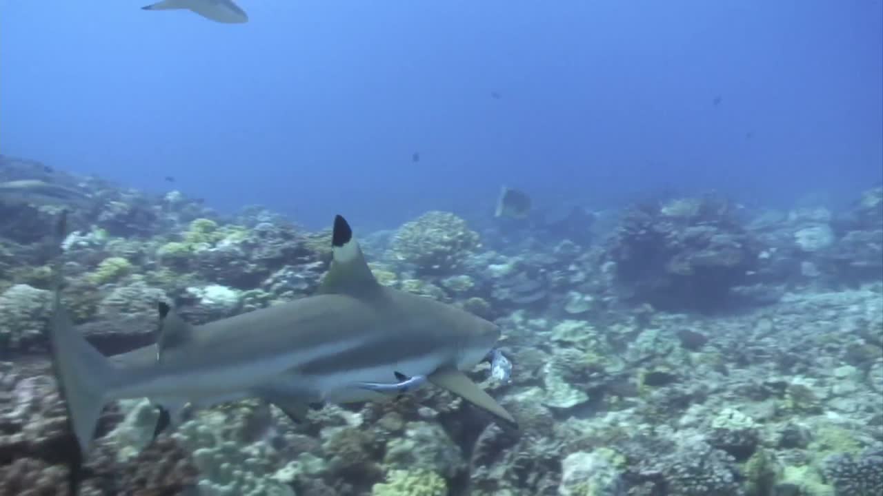 imágenes de poblaciones bajo el agua