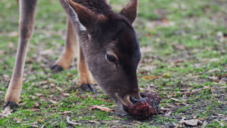 Kopfnahaufnahme-Eines-Roten-Damhirschweibchens,-Das-In-Zeitlupe-Ein-Stück-Rotes-Fleisch-Auf-Dem-Boden-Frisst