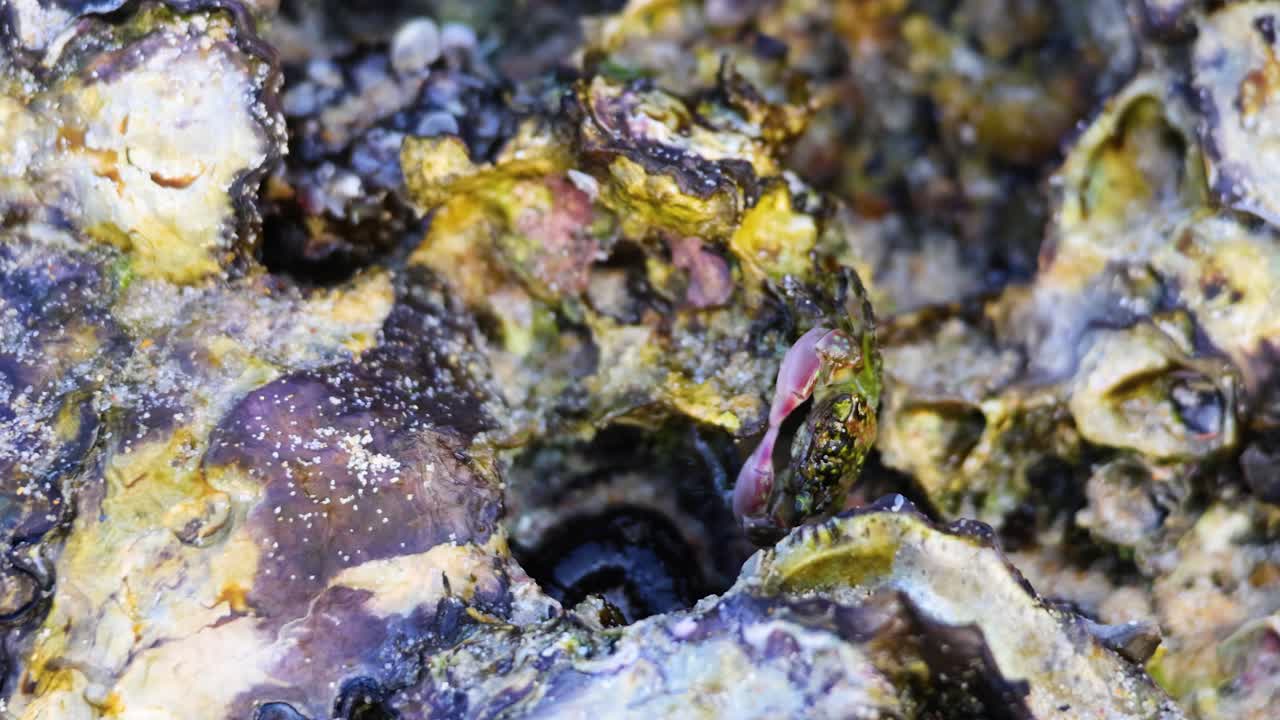 cangrejo interactuando con ostras en su hábitat natural