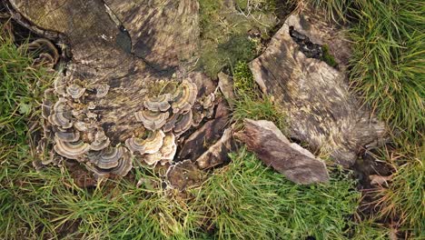 turkeytail fungi , a member of the bracket fungus family, growing on an ash tree stump on grassed area in a housing area in oakham, the main town of rutland, rutland, england