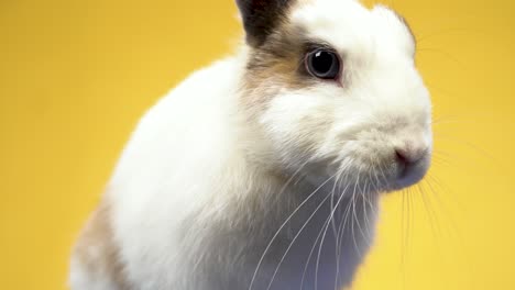 close up face of bunny looks at the camera and wiggles its nose on a yellow background