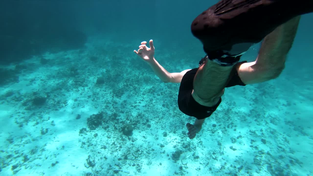 caribe océano submarino vida silvestre 4k buzo
