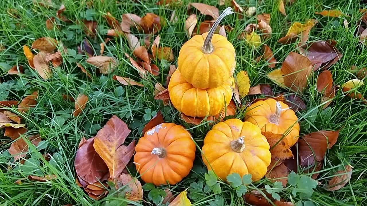 un montón de calabazas en miniatura apiladas en el césped del jardín rodeado de coloridas hojas de otoño