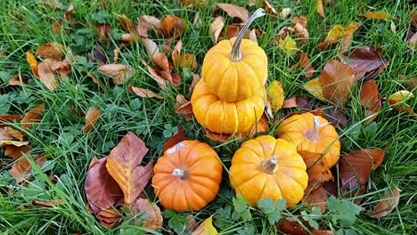 lots of miniature pumpkins piled on grassy garden lawn surrounded by colourful autumn leaves