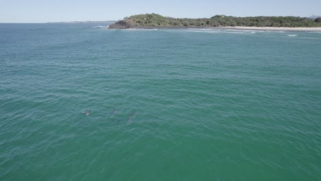 Vaina-De-Delfín-Nariz-De-Botella-Nadando-Bajo-La-Superficie-Del-Mar-En-Nueva-Gales-Del-Sur,-Australia,-Con-Vista-De-Fondo-Del-Promontorio-Fingal-Y-La-Playa