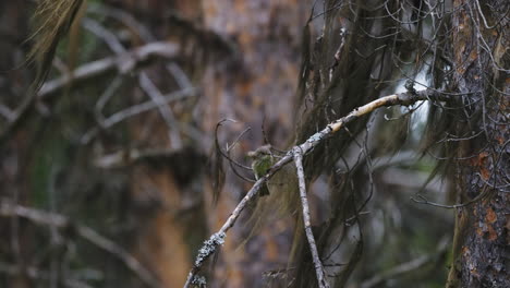 small-Lesser-whitethroat-perched-on-a-branch-and-then-fly-away