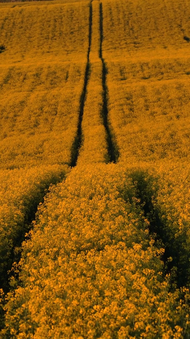 Veduta aerea verticale di vasti campi di colza gialla e grano verde che si estendono su dolci colline, Moravia, Repubblica Ceca