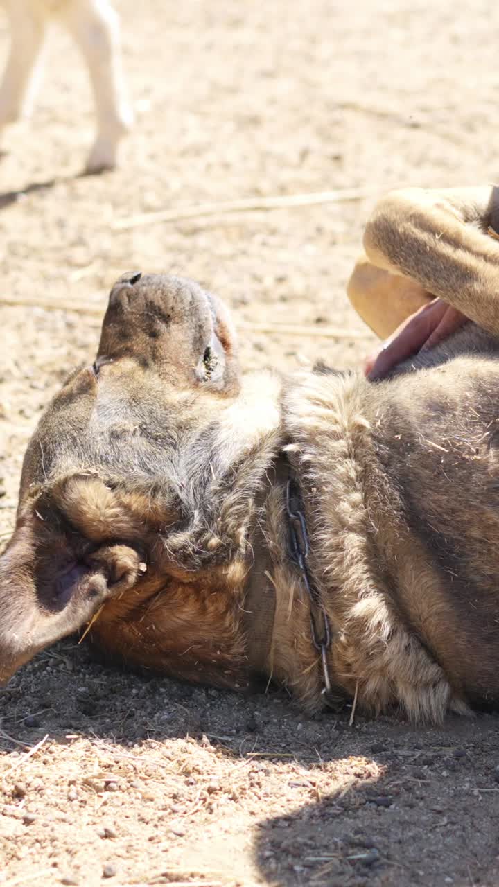 Mão humana acariciando um cachorro marrom feliz deitado de costas