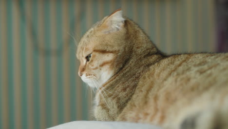 el gato escocés plegado