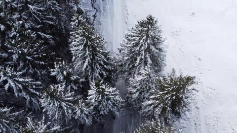 Man-walking-out-of-a-snowy-forest-onto-a-snowfield