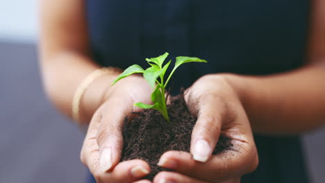 manos sosteniendo una pequeña planta