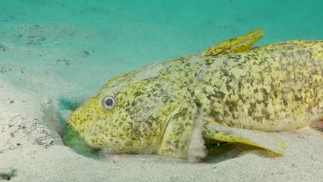 a large yellow estuary catfish filters sand through its mouth and gills as it searches for food on the bottom of the ocean