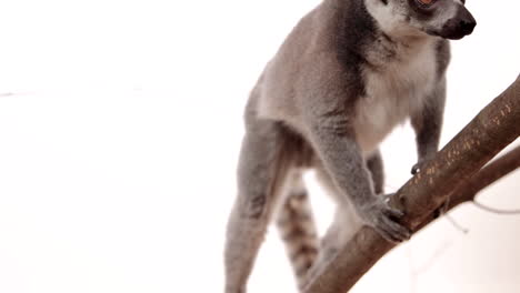 Lemur-hanging-in-a-tree-on-white-background