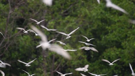 terns are seabirds that can be found all throughout the world at sea, rivers, and other wider bodies of water