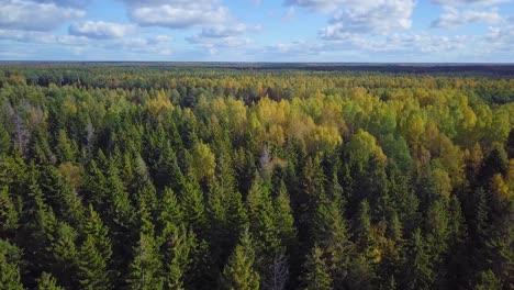 early autumn in forest, aerial top view, mixed forest, green conifers, deciduous trees with yellow leaves, fall colors countryside woodland, nordic forest landscape, wide angle establishing shot