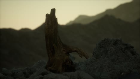 dead pine tree at granite rock at sunset