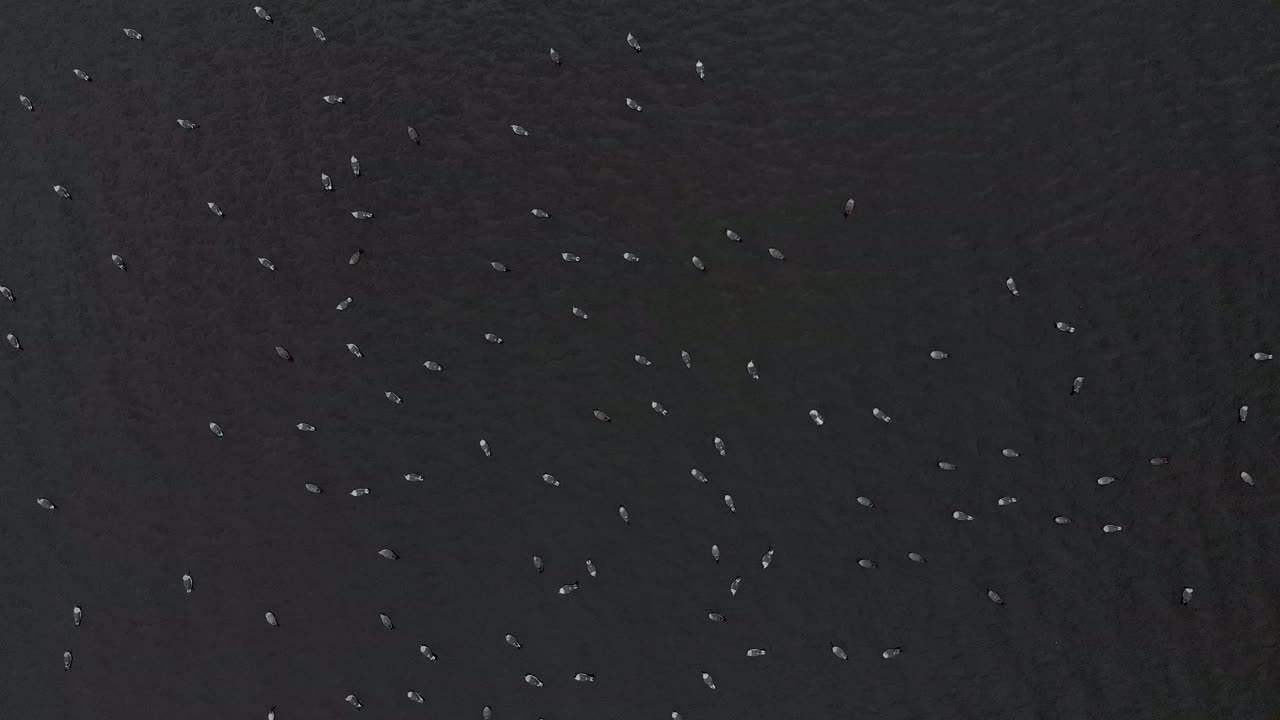 Aerial view of a big flock of birds in a lake