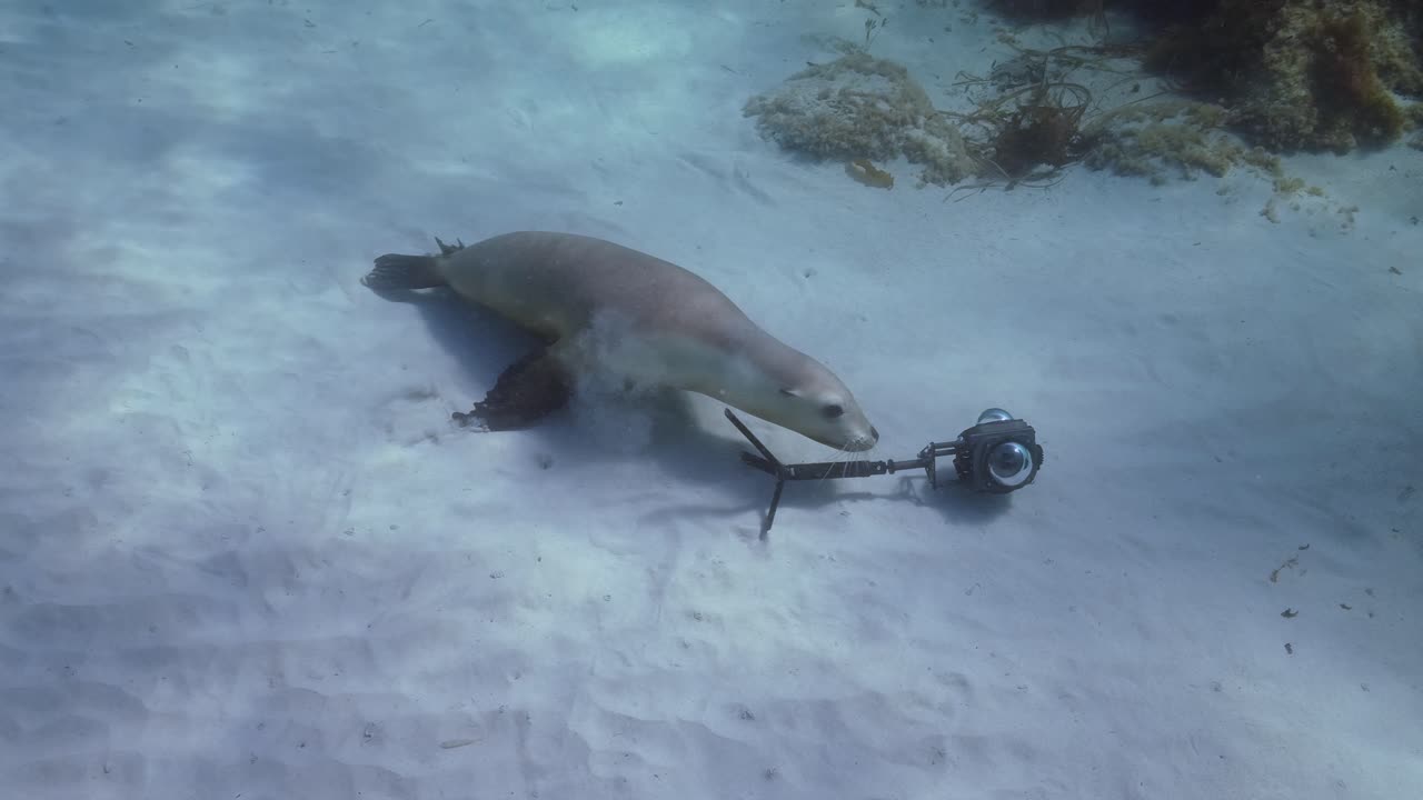 호주 바다 사자 neophoca cinerea 홉킨스 섬 포트 링컨 사우스 오스트레일리아 4k