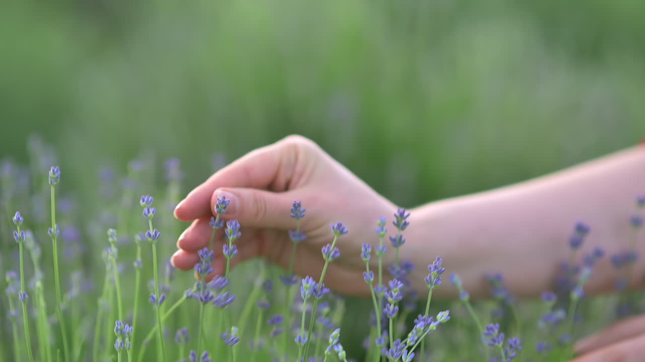 Close up of gentle hands brushing through lavender flowers in bloom
