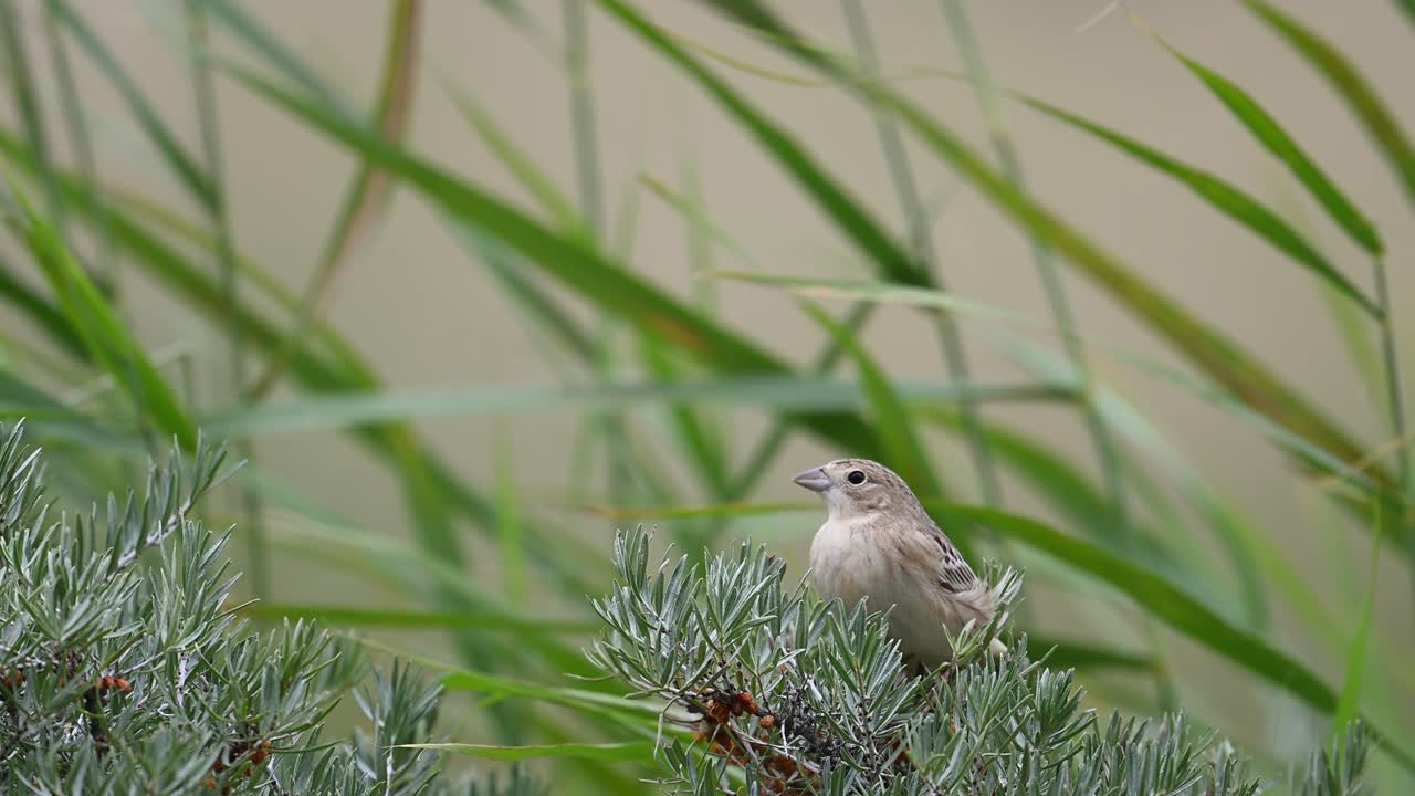 el bunting de cabeza negra, emberiza melanocephala posado en el arbusto