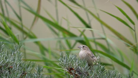 Schwarzkopfammer,-Emberiza-Melanocephala,-Der-Auf-Einem-Busch-Hockt