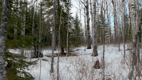 Northern-Pine-Forest-In-Winter-With-Blue-Sky