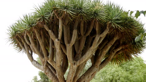 drago, dracaena draco. tiro panorámico